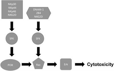 Granule-Dependent Natural Killer Cell Cytotoxicity to Fungal Pathogens